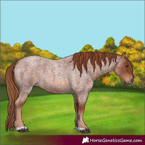 Horse Color:Red Roan 
