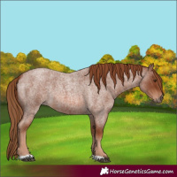 Horse Color:Red Roan 