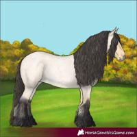 Horse Color:Buckskin Roan