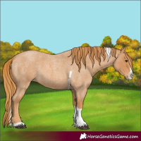 Horse Color:Red Roan Splash Tobiano 