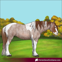 Horse Color:Red Roan Splash Tobiano 