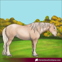 Horse Color:Gold Champagne Pearl Rabicano and Gold Champagne Pearl Rabicano