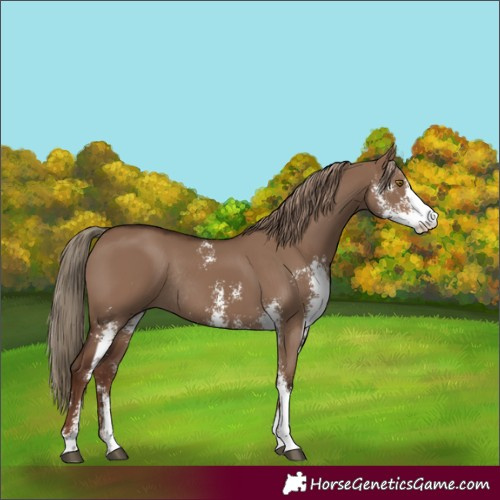 Horse Color:Liver Red Dun Sabino Rabicano 