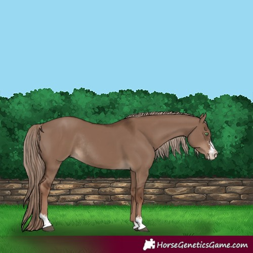 Horse Color:Liver Red Dun Sabino Rabicano 