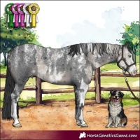 Horse Color:Powder White White Spotted Silver Smoky Grullo Brindle and Powder White Blue Roan