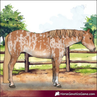 Horse Color:Red Dun Roan and Chestnut