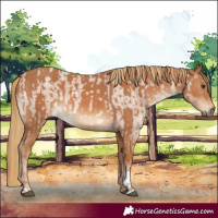 Horse Color:Red Dun Roan  and Chestnut 