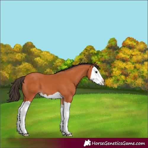 Horse Color:Bay Splash 