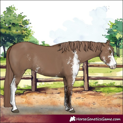 Horse Color:Liver Red Dun Sabino Rabicano 