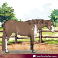 Horse Color:Liver Red Dun Sabino Rabicano