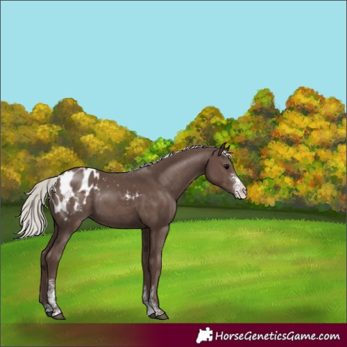 Horse Color:Silver Black Sabino Appaloosa 