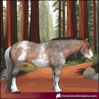 Horse Color:White Spotted Bay Roan Frame 