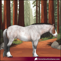 Horse Color:White Spotted Brown Roan Frame 