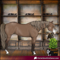 Horse Color:Liver Red Dun Sabino Rabicano 