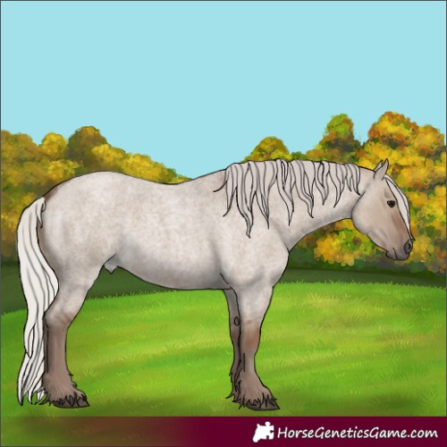 Horse Color:Silver Grullo Roan