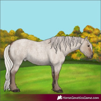 Horse Color:Silver Grullo Roan 