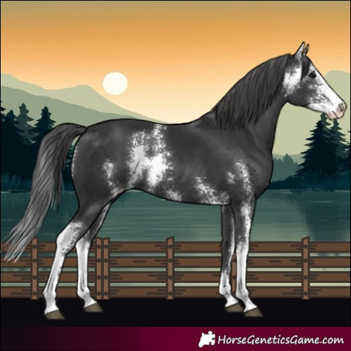 Horse Color:Black Sabino Appaloosa 