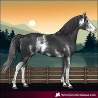 Horse Color:Black Sabino Appaloosa 
