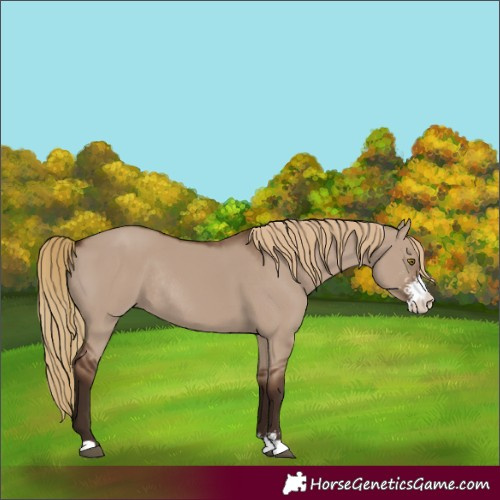 Horse Color:Liver Red Dun Sabino Rabicano 