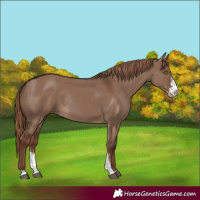 Horse Color:Liver Red Dun Sabino Rabicano 