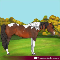Horse Color:Bay Tobiano 