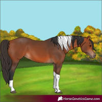 Horse Color:Bay Tobiano