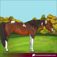 Horse Color:Bay Tobiano 
