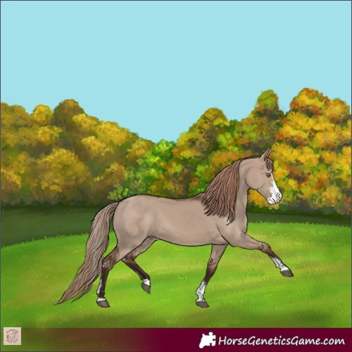 Horse Color:Liver Red Dun Sabino Rabicano