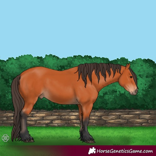 Horse Color:Bay 