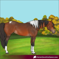 Horse Color:Bay Tobiano 