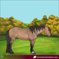 Horse Color:Bay Dun 