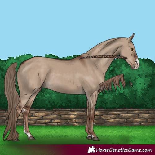 Horse Color:Liver Red Dun Sabino Rabicano 