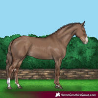 Horse Color:Liver Red Dun Sabino Rabicano 