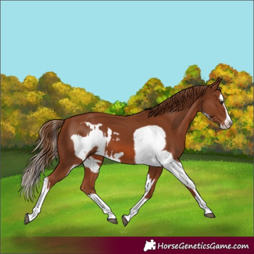 Horse Color:Chestnut Splash Frame  and Chestnut Splash Frame 