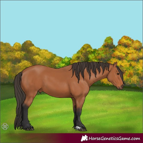 Horse Color:Bay 
