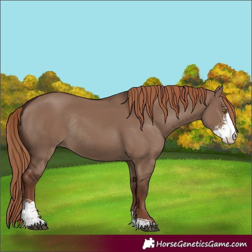 Horse Color:Liver Red Dun Sabino Rabicano