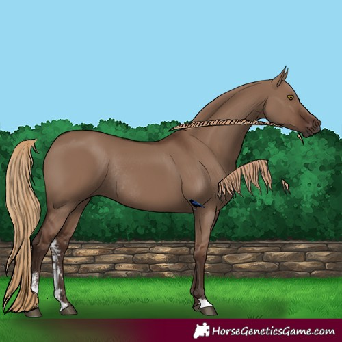 Horse Color:Liver Red Dun Sabino Rabicano 