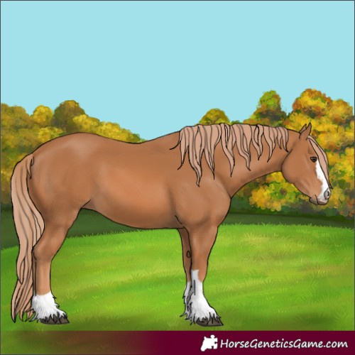 Horse Color:Chestnut 