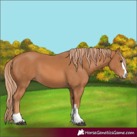 Horse Color:Chestnut 