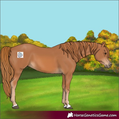 Horse Color:Chestnut 