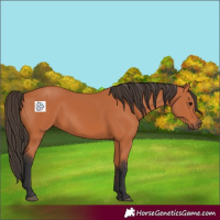 Horse Color:Bay 