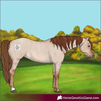 Horse Color:Red Dun Roan 