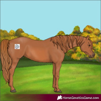 Horse Color:Chestnut 