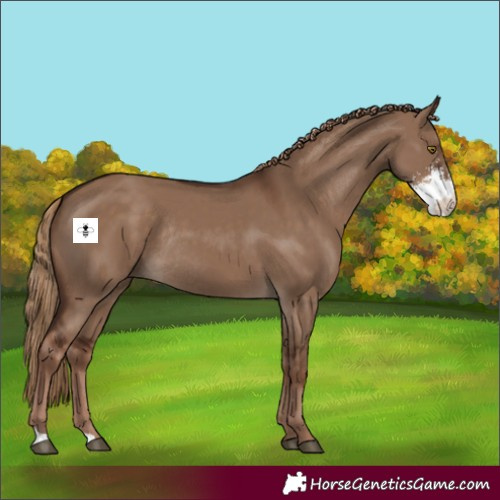 Horse Color:Liver Red Dun Sabino Rabicano