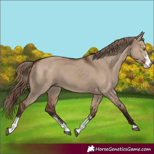 Horse Color:Liver Red Dun Sabino Rabicano