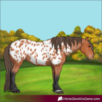 Horse Color:Bay Appaloosa