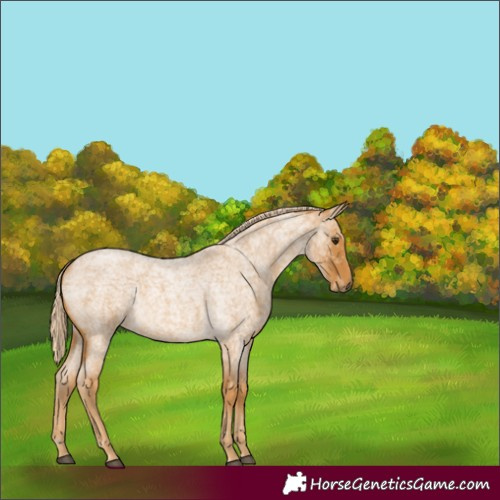 Horse Color:Palomino Ice Roan 