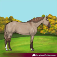 Horse Color:Liver Red Dun Sabino Rabicano 