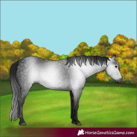 Horse Color:Gray Smoky Black