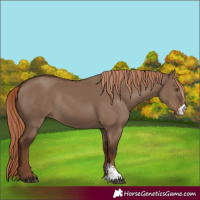 Horse Color:Liver Red Dun Sabino Rabicano 